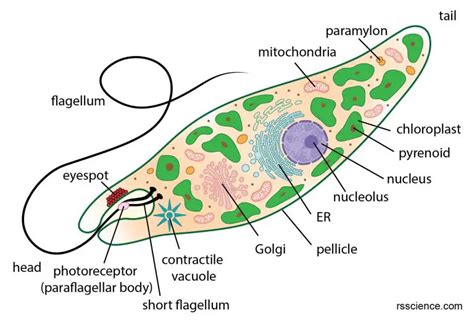  Euglena! Ta cudowna organizacja potrafi łączyć w sobie cechy roślin i zwierząt w jednym!