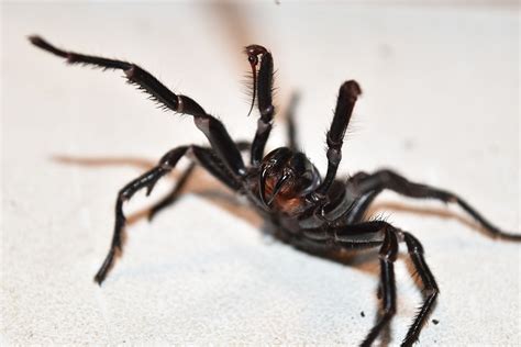  Funnel-Web Spider: This Hairy Hunter with Eight Eyes Doesn't Just Spin Webs, It Digs Them!