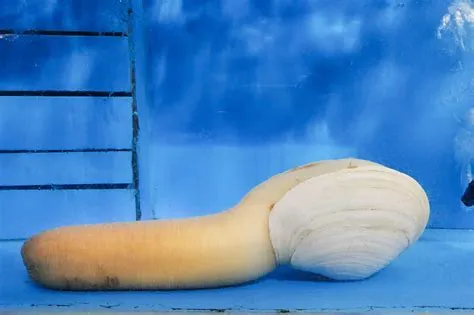  Geoduck! Odkryj Fascynujący Świat Dwupłetwa, Który Żyje Pochowany w Błotie