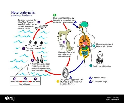  Heterophyes! Fascinating Fluke Known for its Complex Life Cycle