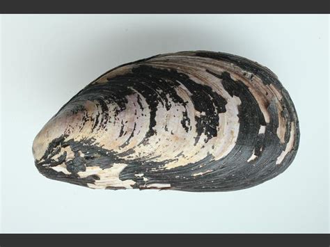  Horse Mussel: A Bivalve that Lives Both Buried and Free?