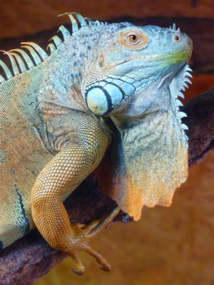  Iguana -  Zwierzę O Podobnej Budowie Do Jaszczurki Czy Nie Tak Do Końca Przypomina Jaszczurkę?