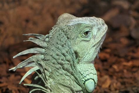  Iguana - Zwinne Jaszczurki Lądowe o Pięknych Grzebieniach