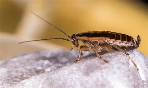  Iksodidae – Ciche drapieżniki z cechami pasożytów!