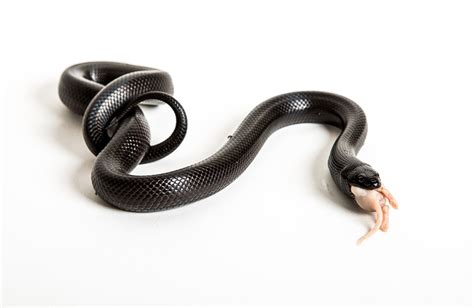  Kingsnake - The Serpent That Smells Like a Delicious Meal!