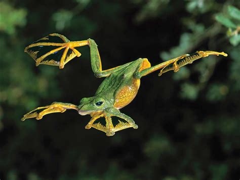  Quizzing Quarrelsome Quacking Quivertail: Can This Amphibian Truly Fly Through the Air?