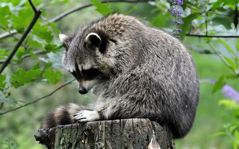  Raccoon - Zwierzę o zwinnych pazurach i nieprzewidywalnym apetycie!