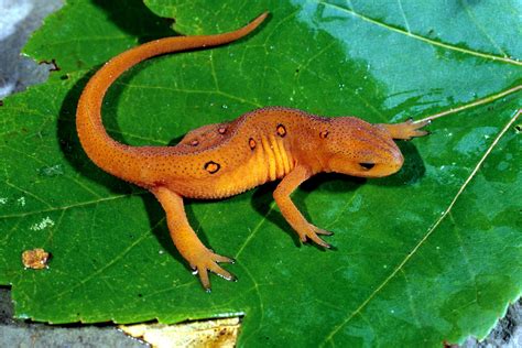  Xantus Salamander - A Tiny Treasure That Looks More Like a Lizard Than an Amphibian!