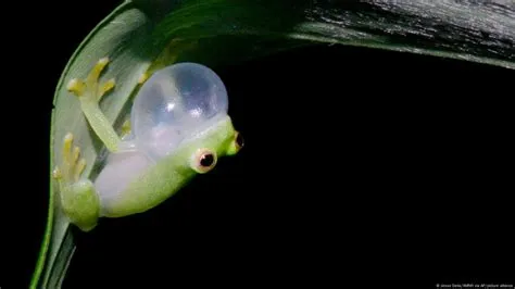  Glass Frog: This Tiny Amphibian Reveals Its Transparent Heart for All to See!