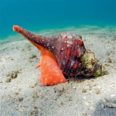  Helmetsnails: Where Does the Stylish Shell Lead in the World of Gastropods?