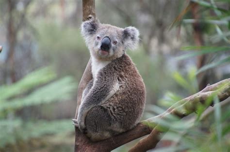  Koala! Mądry i spokojny nocny mieszkaniec lasu eukaliptusowego