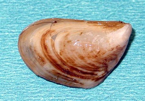  Quagga Mussel! A Freshwater Inhabitant That Can Colonize Vast Areas With Incredible Speed