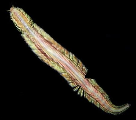  Quelp Worm: A Remarkable Example of Marine Life Adaptability That Thrives in Extreme Conditions!