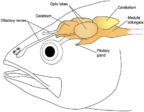  Strobiloceras: A Parasite with a Thirst for Fish Brains!