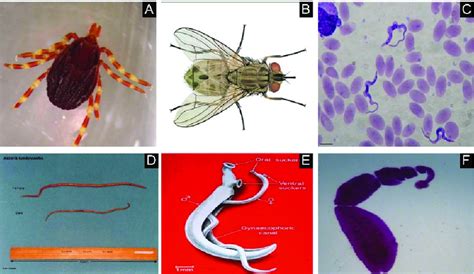  Understanding the Ubiquitous Uropsamma: Discovering a Parasite Living Within!