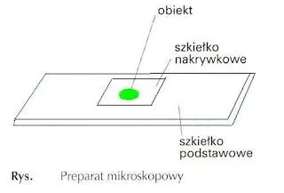  Willameonina! Zdziwieni formą tego mikroskopowego organizmu?