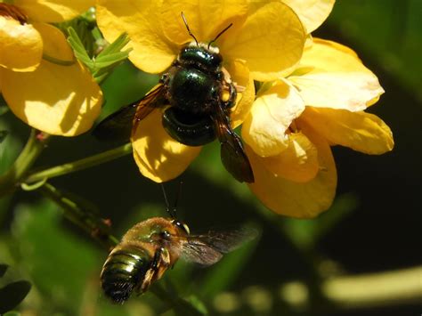  Xylocopa - Owady żądliwe o metalicznym połysku tworzące skomplikowane tunele w drewnie!