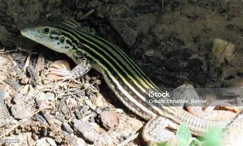  Yellow-Spotted Lizard! A Cold-Blooded Master of Camouflage and Speedy Pursuit